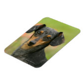 Magnet Flexible Chiot miniature à poil lisse en regard (Côté Gauche)