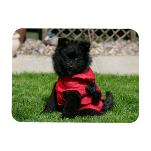 Magnet Flexible Chiot noir de Pomeranian regardant