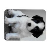 Magnet Flexible Chiot noir et blanc adorable (Horizontal)
