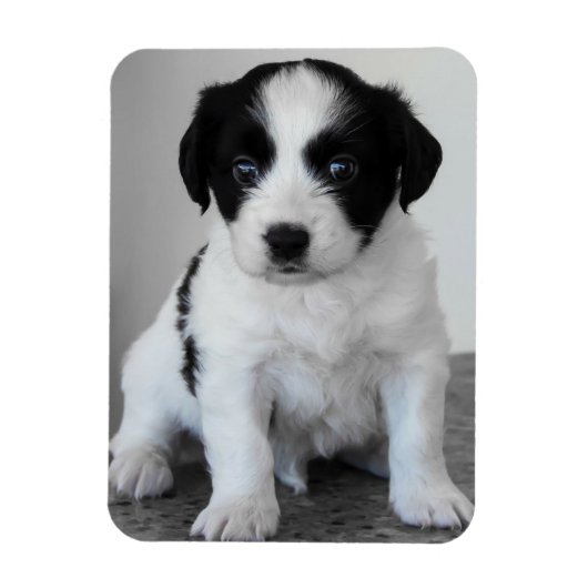 Magnet Flexible Chiot noir et blanc adorable (Vertical)