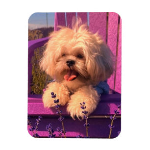 Magnet Flexible Chiot Shih Tzu drôle en train de sourire (Jours de
