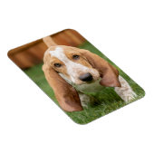 Magnet Flexible Chiots Basset Hound en promenade (Côté Droit)
