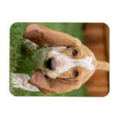 Magnet Flexible Chiots Basset Hound en promenade (Horizontal)