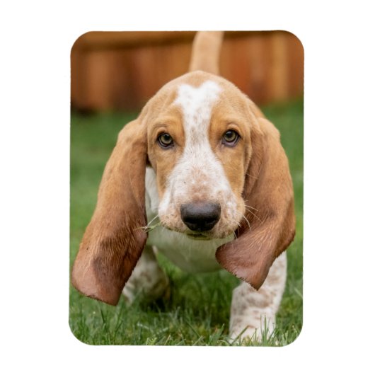 Magnet Flexible Chiots Basset Hound en promenade (Vertical)