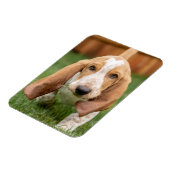 Magnet Flexible Chiots Basset Hound en promenade (Côté Gauche)