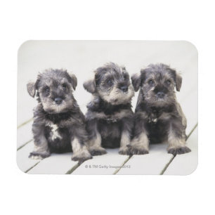 Magnet Flexible Chiots de Schnauzer miniature