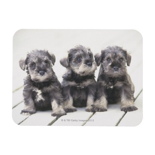 Magnet Flexible Chiots de Schnauzer miniatures (Horizontal)