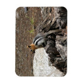 Magnet Flexible Chipmunk à Yosemite, Californie (Vertical)