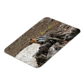 Magnet Flexible Chipmunk à Yosemite, Californie (Côté Gauche)
