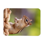 Magnet Flexible Chipmunk aux cacahuètes (Horizontal)