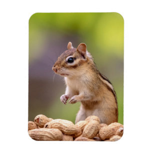 Magnet Flexible Chipmunk aux cacahuètes