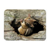 Magnet Flexible Chipmunk regarde dehors (Horizontal)