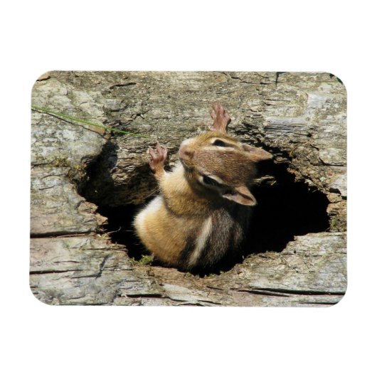 Magnet Flexible Chipmunk regarde dehors (Horizontal)