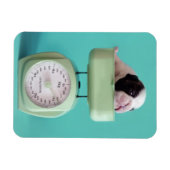 Magnet Flexible Chippon français (Horizontal)