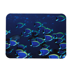 Magnet Flexible Chirurgien bleu à nez blanc en banc