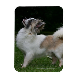 Magnet Flexible Chiwawa aux cheveux longs regardant