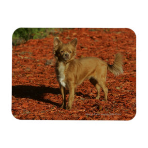 Magnet Flexible Chiwawa regardant l'appareil-photo