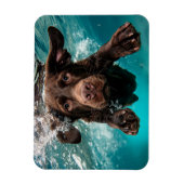 Magnet Flexible Chocolat Joueur Labrador nage sous l'eau (Vertical)