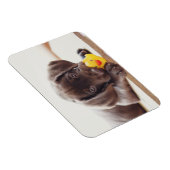 Magnet Flexible Chocolat Labrador Chiot Avec Canard De Jouet (Côté Droit)