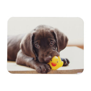 Magnet Flexible Chocolat Labrador Chiot Avec Canard De Jouet