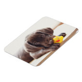Magnet Flexible Chocolat Labrador Chiot Avec Canard De Jouet (Côté Gauche)