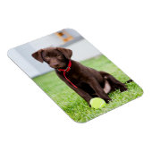 Magnet Flexible Chocolat Labrador Puppy Avec Tennis Ball (Côté Droit)