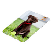 Magnet Flexible Chocolat Labrador Puppy Avec Tennis Ball (Côté Gauche)
