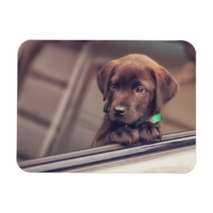 Magnet Flexible Chocolat Labrador Puppy In Car