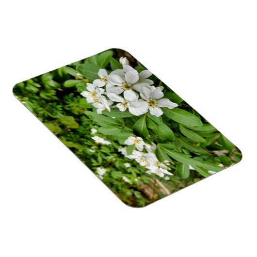 Magnet Flexible Choisya Ternata (Côté Droit)