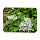 Magnet Flexible Choisya Ternata (Horizontal)