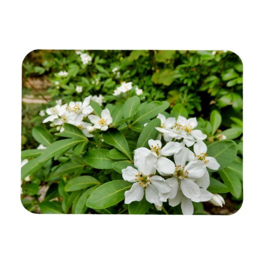 Magnet Flexible Choisya Ternata (Horizontal)