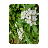 Magnet Flexible Choisya Ternata (Vertical)