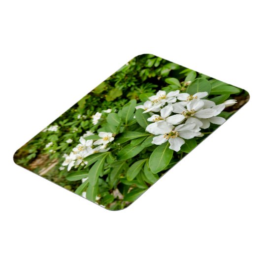 Magnet Flexible Choisya Ternata (Côté Gauche)