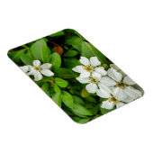Magnet Flexible Choisya Ternata (Côté Droit)