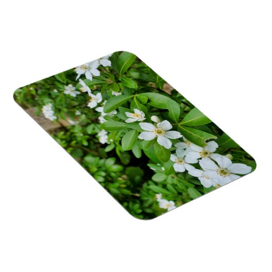 Magnet Flexible Choisya Ternata (Côté Droit)