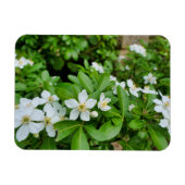 Magnet Flexible Choisya Ternata (Horizontal)