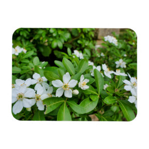 Magnet Flexible Choisya Ternata