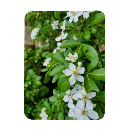 Magnet Flexible Choisya Ternata (Vertical)