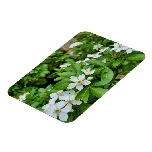 Magnet Flexible Choisya Ternata (Côté Gauche)