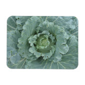 Magnet Flexible Chou vert, Feuilles d'en haut (Horizontal)