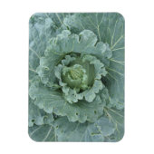 Magnet Flexible Chou vert, Feuilles d'en haut (Vertical)