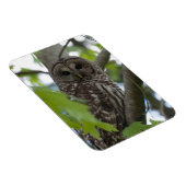 Magnet Flexible Chouette à bec adulte (Côté Droit)