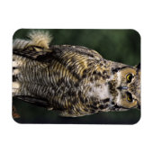 Magnet Flexible Chouette à cornes (Bubo virginianus), corps comple (Horizontal)