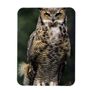 Magnet Flexible Chouette à cornes (Bubo virginianus), corps comple