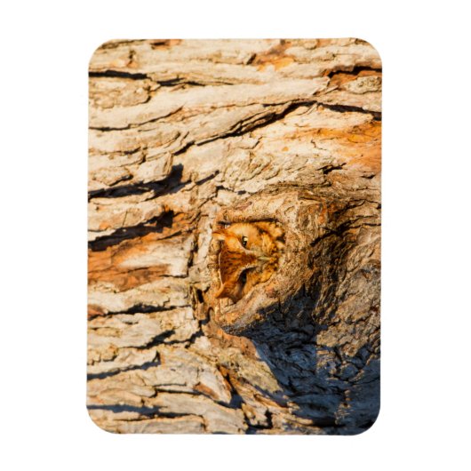 Magnet Flexible Chouette à cris de l'Est (Vertical)