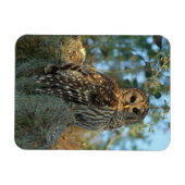 Magnet Flexible Chouette barrée dans une mousse espagnole (Horizontal)