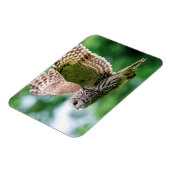 Magnet Flexible Chouette barrée en vol (Côté Gauche)