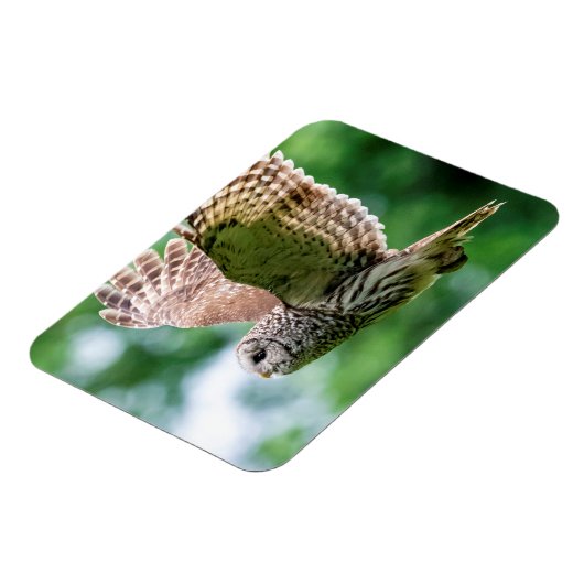 Magnet Flexible Chouette barrée en vol (Côté Gauche)