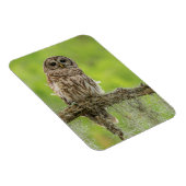 Magnet Flexible Chouette barrée sur le membre de l'arbre (Côté Droit)