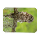 Magnet Flexible Chouette barrée sur le membre de l'arbre (Horizontal)